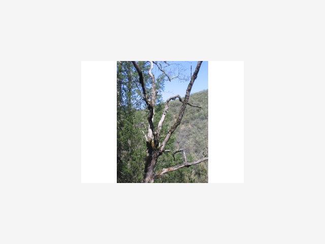 12194 White Rock Canyon Road, OTHER - SEE REMARKS, California 95485, ,Lots And Land,For Sale,White Rock Canyon Road,40966671
