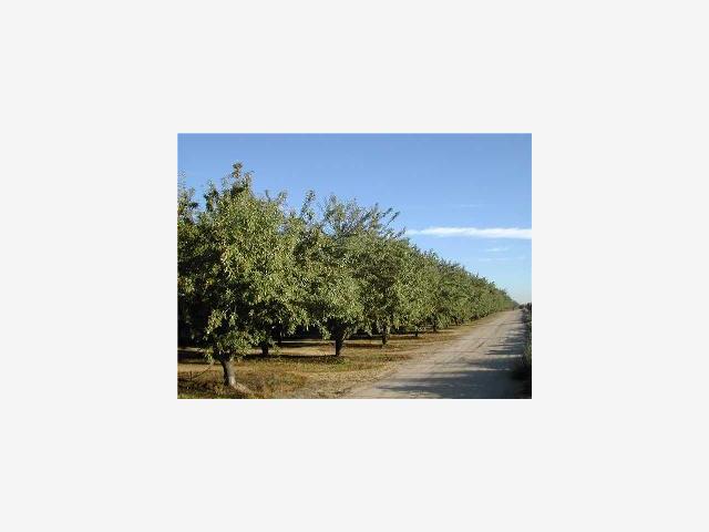 99999 Palm Avenue, OTHER - SEE REMARKS, California 95388, ,Lots And Land,For Sale,Palm Avenue,40966986