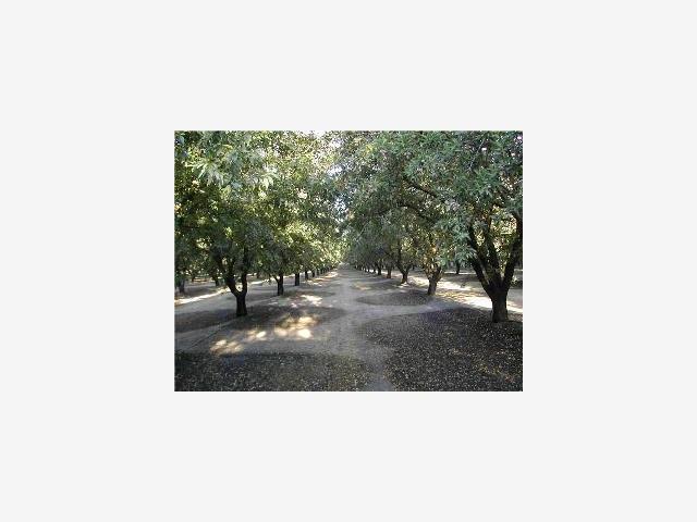 99999 Palm Avenue, OTHER - SEE REMARKS, California 95388, ,Lots And Land,For Sale,Palm Avenue,40966986