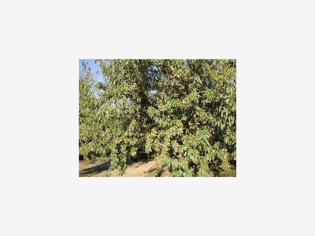99999 Palm Avenue, OTHER - SEE REMARKS, California 95388, ,Lots And Land,For Sale,Palm Avenue,40966986