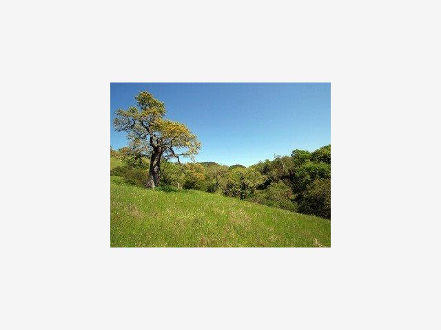 21 PRONGHORN Run, CARMEL VALLEY, California 93923, ,Lots And Land,For Sale,PRONGHORN Run,40966697