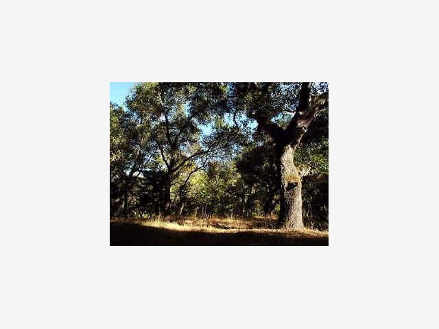 50 RANCHO SAN CARLOS RD, CARMEL VALLEY, California 93923, ,Lots And Land,For Sale,RANCHO SAN CARLOS RD,40967096