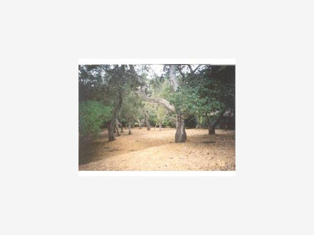 2814 CONGRESS Road, PEBBLE BEACH, California 93953, ,Lots And Land,For Sale,CONGRESS Road,40967081