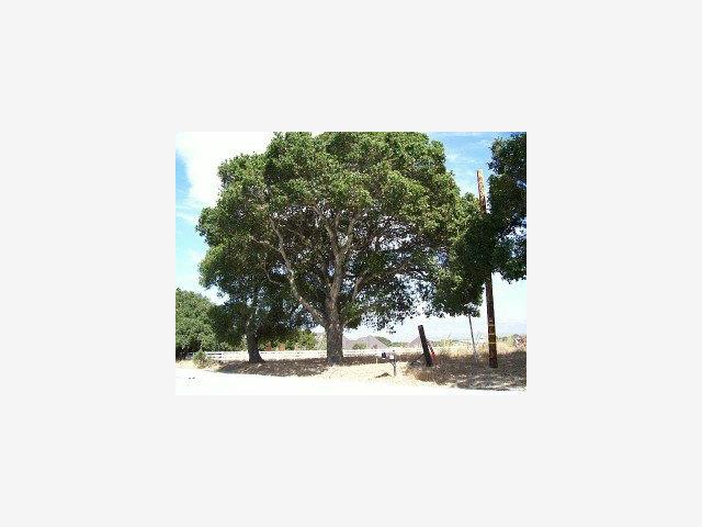137 PINE CANYON Road, SALINAS, California 93908, ,Lots And Land,For Sale,PINE CANYON Road,40966813