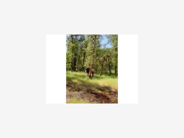 17198 DOG BAR Road, GRASS VALLEY, California 95949, ,Lots And Land,For Sale,DOG BAR Road,40966752