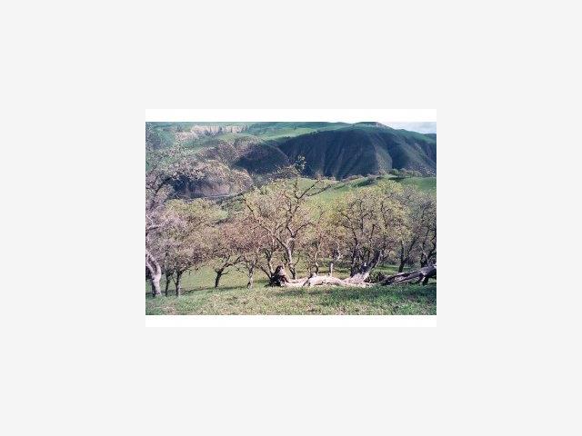 10388 PANOCHE Road, OTHER - SEE REMARKS, California 95043, ,Lots And Land,For Sale,PANOCHE Road,40966693