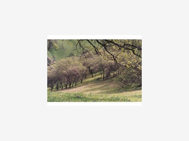 10388 PANOCHE Road, OTHER - SEE REMARKS, California 95043, ,Lots And Land,For Sale,PANOCHE Road,40966693