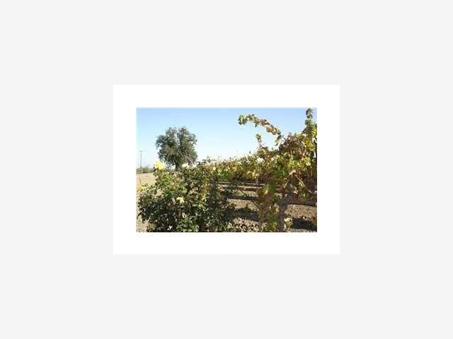 4300 UNDINE Road, STOCKTON, California 95206, ,Lots And Land,For Sale,UNDINE Road,40966707
