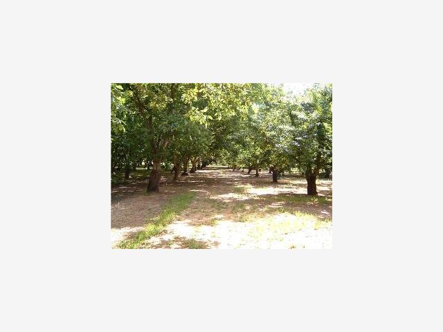 3920 BEECHER Road, STOCKTON, California 95215, ,Lots And Land,For Sale,BEECHER Road,40967166