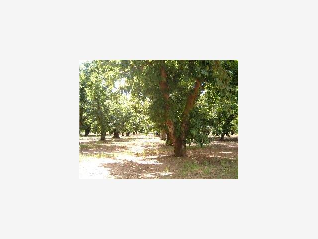 3920 BEECHER Road, STOCKTON, California 95215, ,Lots And Land,For Sale,BEECHER Road,40967166