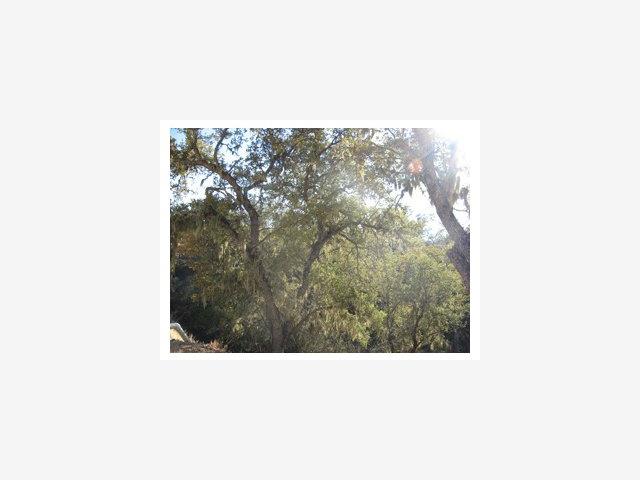 2653 Pine Ridge Road, OTHER - SEE REMARKS, California 93426, ,Lots And Land,For Sale,Pine Ridge Road,40966701