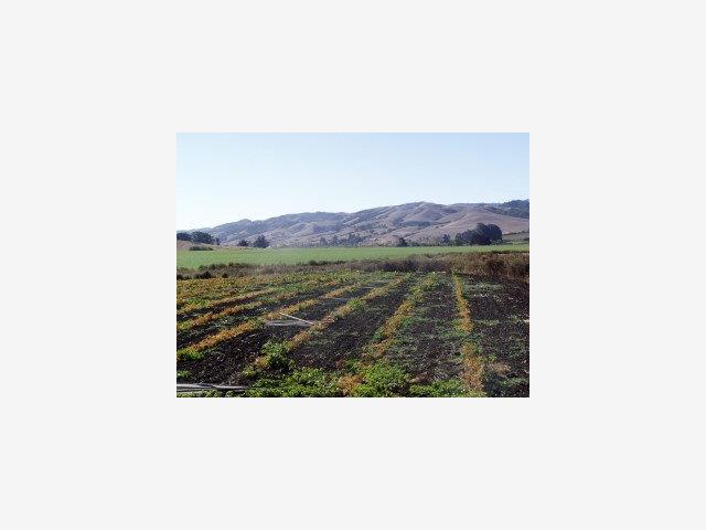 3515 Turri Road, SAN LUIS OBISPO, California 93405, ,Lots And Land,For Sale,Turri Road,40966709