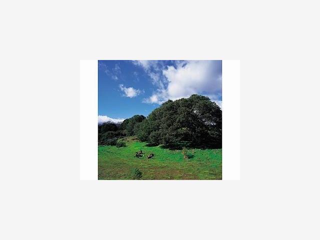 200 GOYA Road, PORTOLA VALLEY, California 94028, ,Lots And Land,For Sale,GOYA Road,40967097