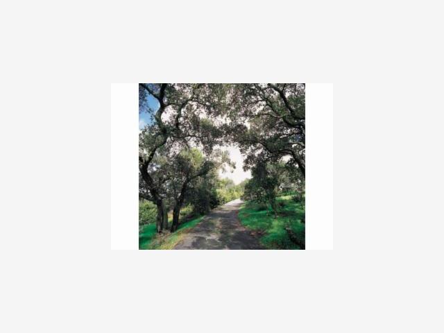 200 GOYA Road, PORTOLA VALLEY, California 94028, ,Lots And Land,For Sale,GOYA Road,40967097