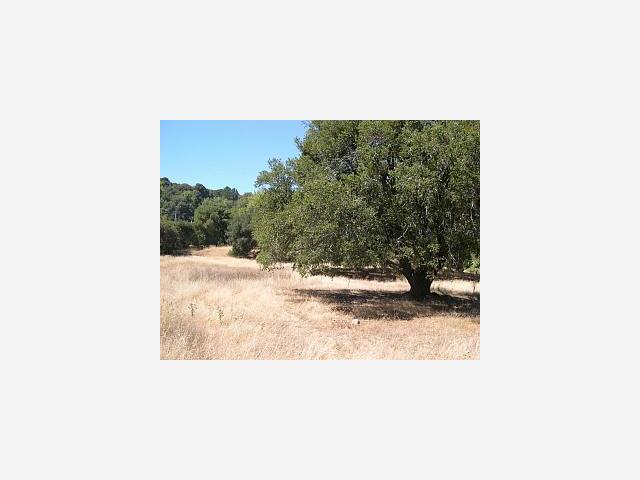 255 HEACOX Road, WOODSIDE, California 94062, ,Lots And Land,For Sale,HEACOX Road,40967063