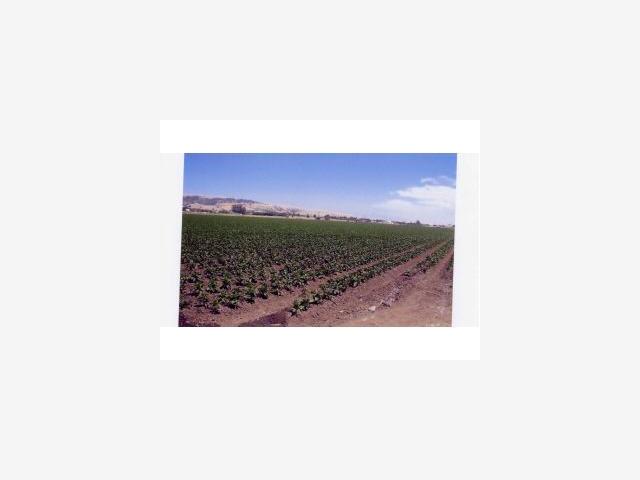 0 Furlong Avenue, GILROY, California 95020, ,Lots And Land,For Sale,Furlong Avenue,40967085