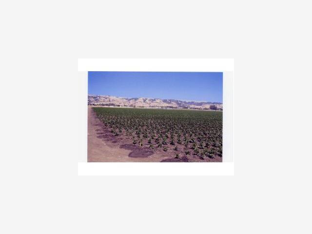 7030 FURLONG Avenue, GILROY, California 95020, ,Lots And Land,For Sale,FURLONG Avenue,40967086
