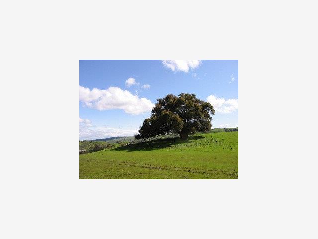 1002 METCALF Road, SAN JOSE, California 95140, ,Lots And Land,For Sale,METCALF Road,40966875