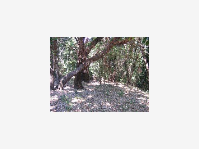 0 Stephens, SAN LORENZO, California 95005, ,Lots And Land,For Sale,Stephens,40962703