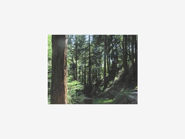 00 Holmwood Hallow Road, SCOTTS VALLEY, California 95066, ,Lots And Land,For Sale,Holmwood Hallow Road,40966811