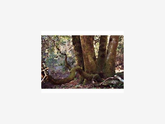 0 Soquel San Jose Road, SOQUEL, California 95073, ,Lots And Land,For Sale,Soquel San Jose Road,40962759