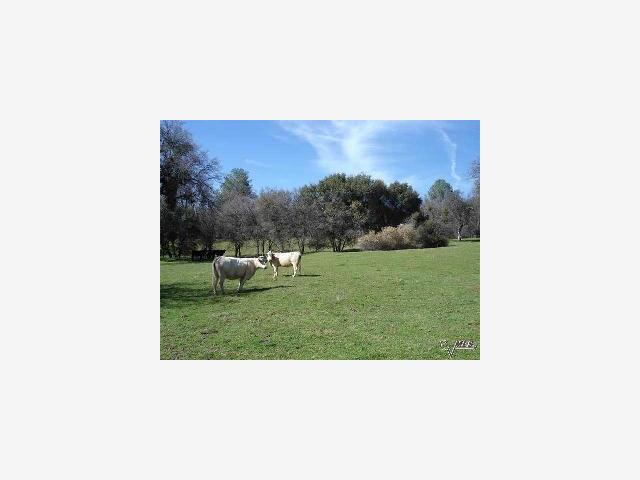 8101 Priest Coulterville Road, GROVELAND, California 95321, ,Lots And Land,For Sale,Priest Coulterville Road,40967019