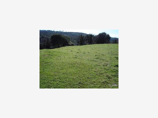 8101 Priest Coulterville Road, GROVELAND, California 95321, ,Lots And Land,For Sale,Priest Coulterville Road,40967019
