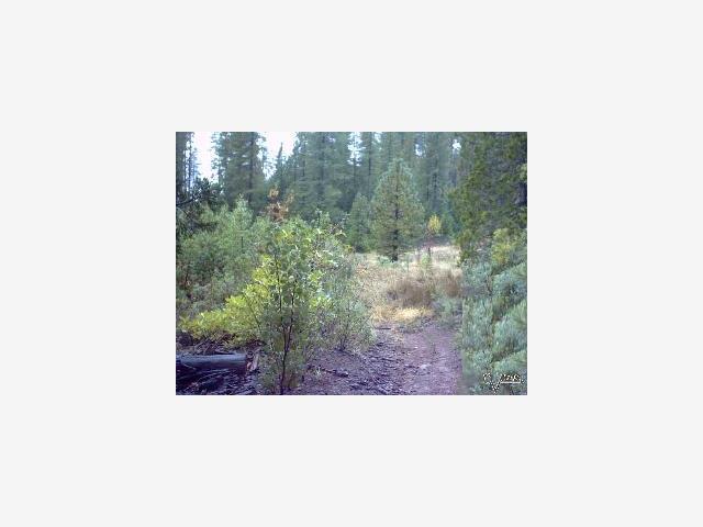 0000 Bonnie Meadow Lane, BERRY CREEK, California 95916, ,Lots And Land,For Sale,Bonnie Meadow Lane,40966927