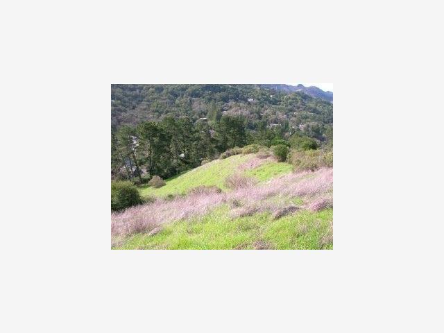 241 Orchard Road, ORINDA, California 94563, ,Lots And Land,For Sale,Orchard Road,40966820