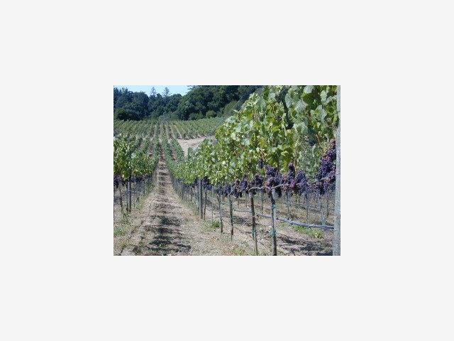 1100 AMAYA RIDGE Road, SOQUEL, California 95073, ,Lots And Land,For Sale,AMAYA RIDGE Road,40966603