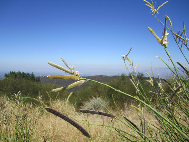 15450 SODA SPRINGS Road, LOS GATOS, California 95033, ,Lots And Land,For Sale,SODA SPRINGS Road,40966560