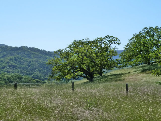 8 TOUCHE Pass, CARMEL VALLEY, California 93923, ,Lots And Land,For Sale,TOUCHE Pass,40966539