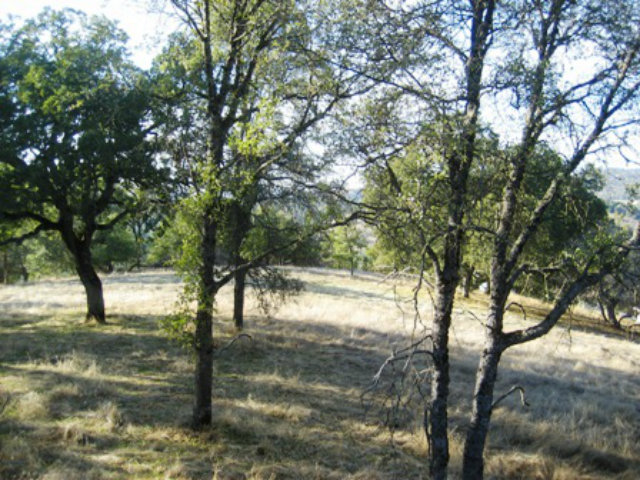 6033 Fourth Crossing Road, SAN ANDREAS, California 95249, ,Lots And Land,For Sale,Fourth Crossing Road,40966537