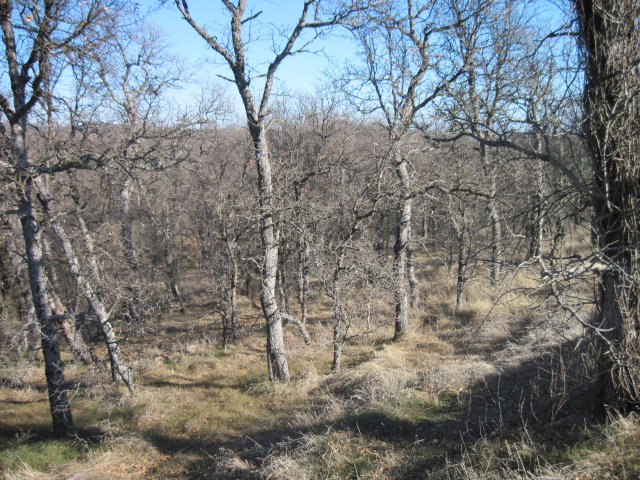 0 Saddleback Ridge, COTTONWOOD, California 96022, ,Lots And Land,For Sale,Saddleback Ridge,40966536