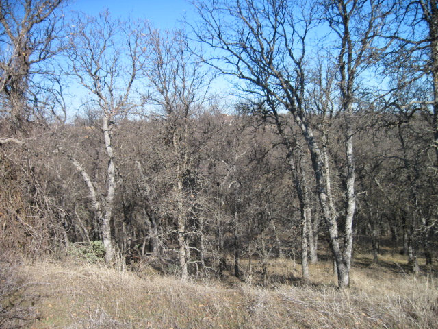 0 Saddleback Ridge, COTTONWOOD, California 96022, ,Lots And Land,For Sale,Saddleback Ridge,40966536