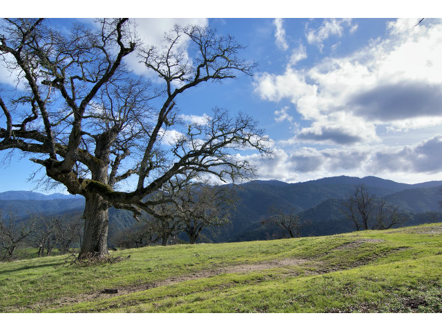 13 LONG RIDGE Trail, CARMEL VALLEY, California 93923, ,Lots And Land,For Sale,LONG RIDGE Trail,40966615