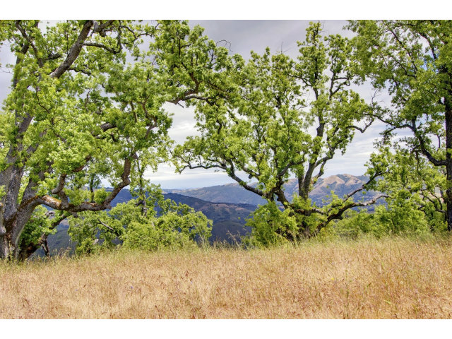 13 LONG RIDGE Trail, CARMEL VALLEY, California 93923, ,Lots And Land,For Sale,LONG RIDGE Trail,40966615