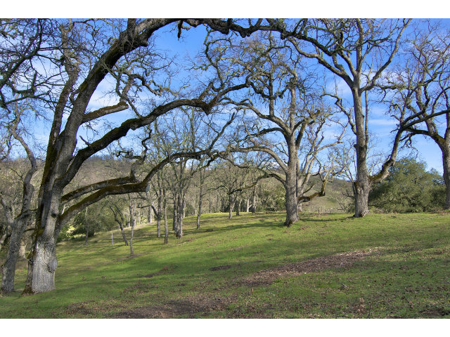 13 LONG RIDGE Trail, CARMEL VALLEY, California 93923, ,Lots And Land,For Sale,LONG RIDGE Trail,40966615