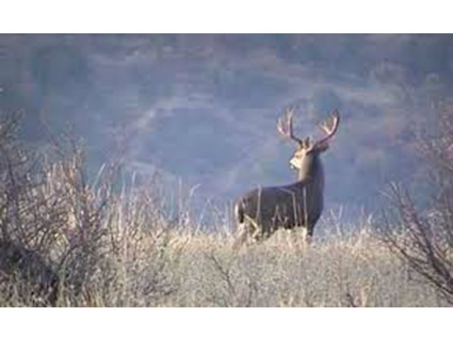 7101 Knoxville Road, NAPA, California 94573, ,Lots And Land,For Sale,Knoxville Road,40966590