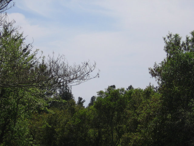 0 Pineridge Road, OTHER - SEE REMARKS, California 95060, ,Lots And Land,For Sale,Pineridge Road,40966515