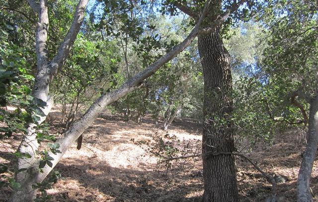 17096 Shady Lane Drive, MORGAN HILL, California 95037, ,Lots And Land,For Sale,Shady Lane Drive,40966405