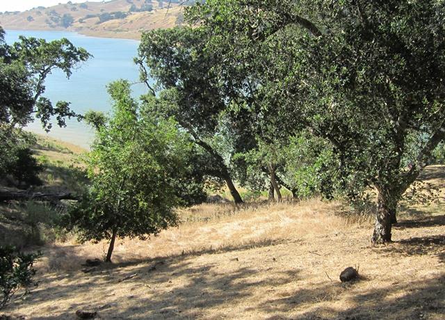 17096 Shady Lane Drive, MORGAN HILL, California 95037, ,Lots And Land,For Sale,Shady Lane Drive,40966405