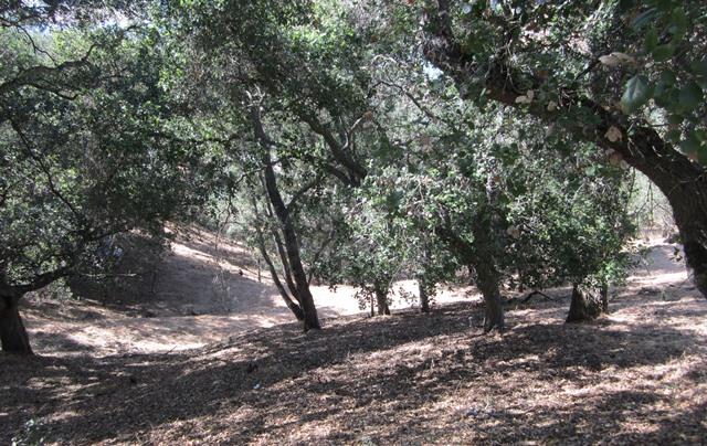 17096 Shady Lane Drive, MORGAN HILL, California 95037, ,Lots And Land,For Sale,Shady Lane Drive,40966405