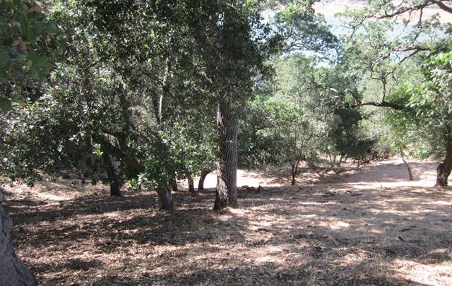 17096 Shady Lane Drive, MORGAN HILL, California 95037, ,Lots And Land,For Sale,Shady Lane Drive,40966405