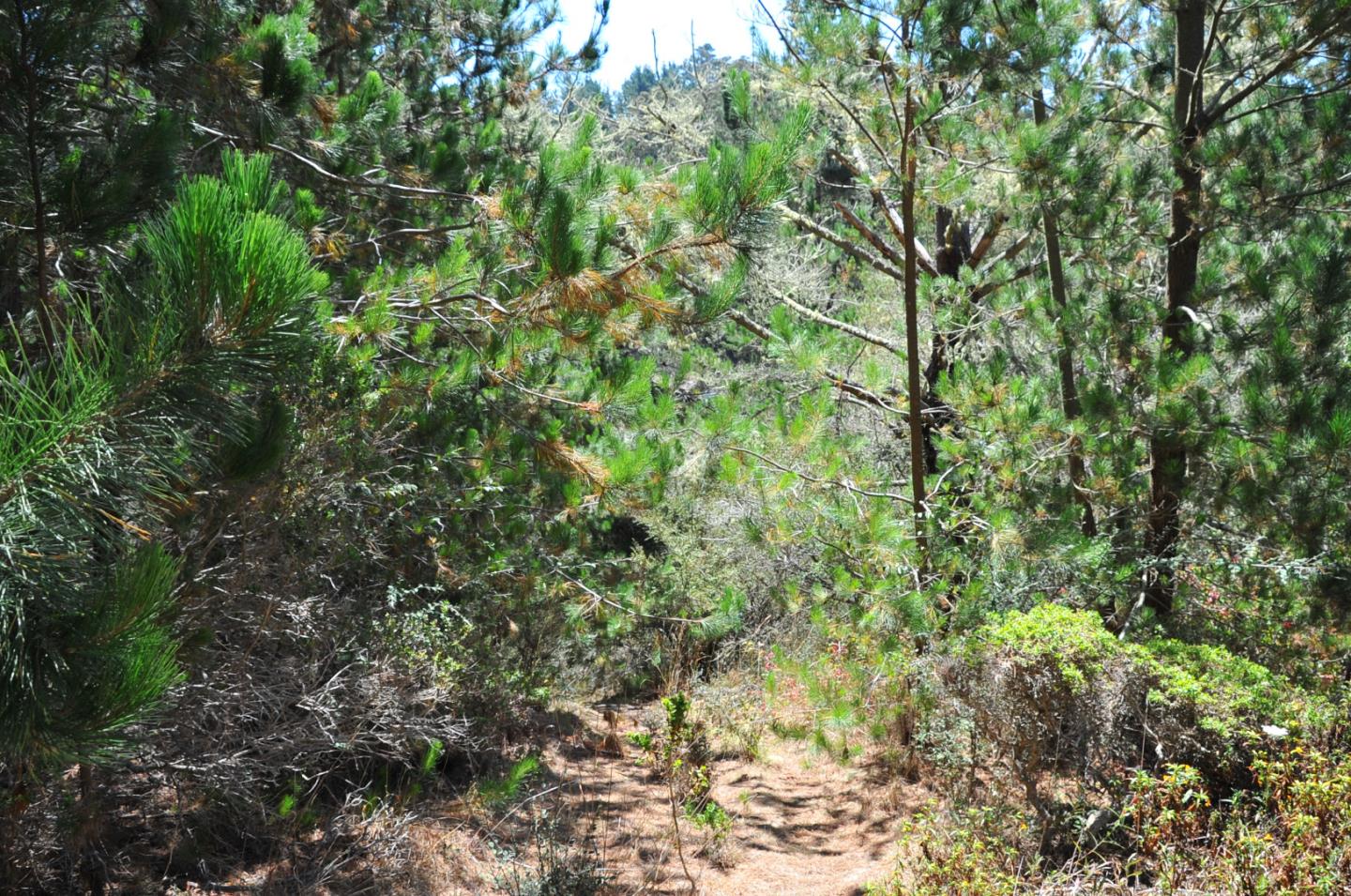 1 Summit Road, MONTARA, California 94037, ,Lots And Land,For Sale,Summit Road,40963808
