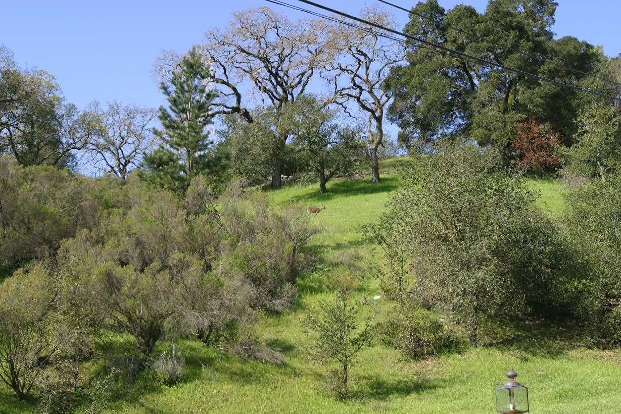 117 Stein Way, ORINDA, California 94563, ,Lots And Land,For Sale,Stein Way,40966432