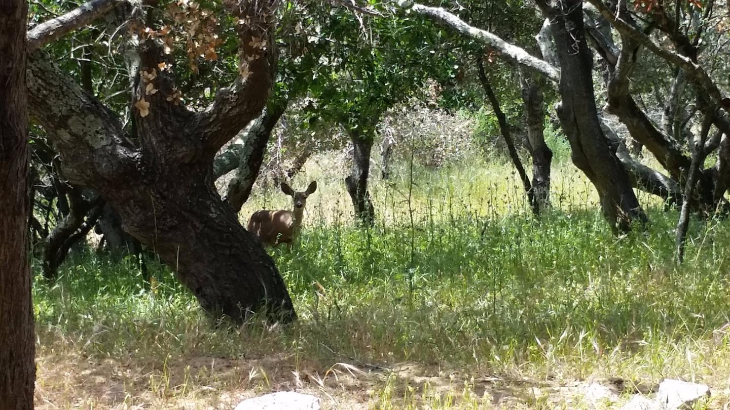 48 Camborne Avenue, SAN CARLOS, California 94070, ,Lots And Land,For Sale,Camborne Avenue,40966435
