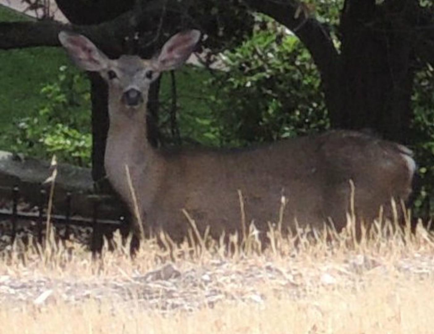 248 Jared Lane, LOS GATOS, California 95030, ,Lots And Land,For Sale,Jared Lane,40966384