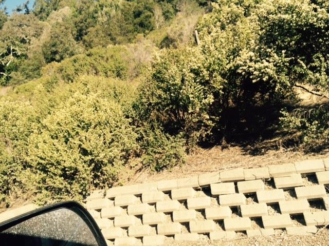 0 LA HONDA, LA HONDA, California 94020, ,Lots And Land,For Sale,LA HONDA,40966400