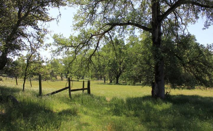 0 Vineyard Lane, PENN VALLEY, California 95946, ,Lots And Land,For Sale,Vineyard Lane,40966386